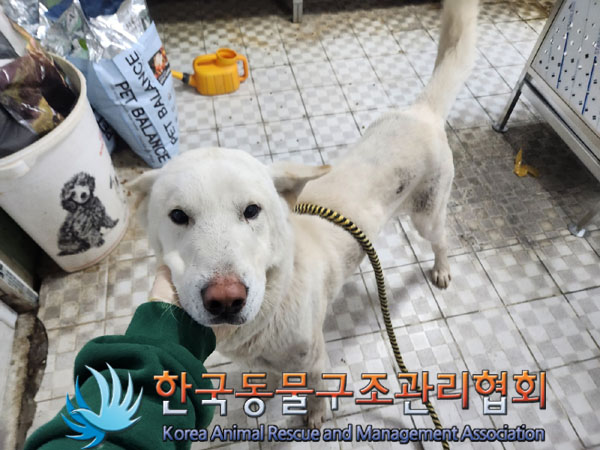 종료(반환) 믹스견…